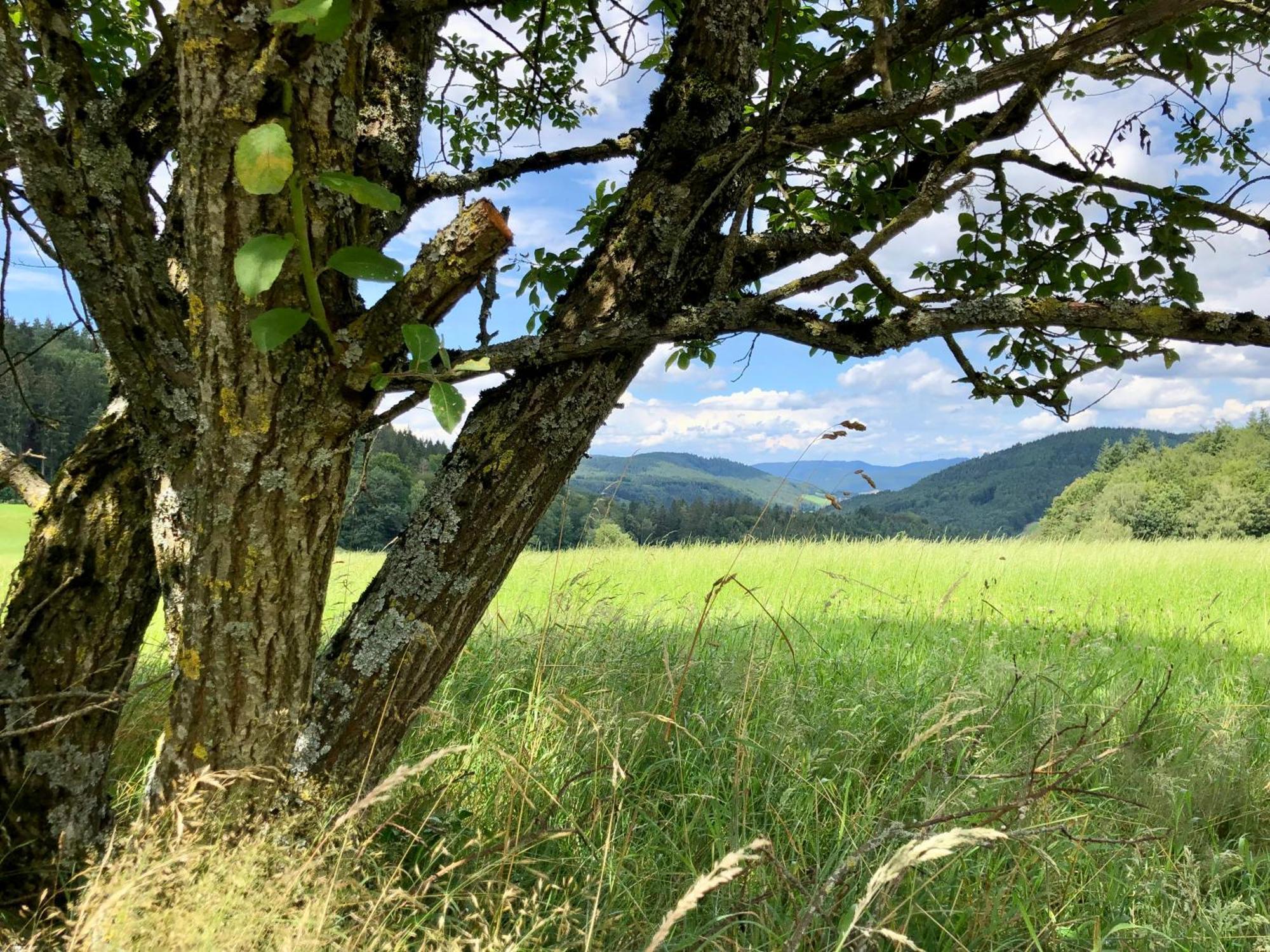 Ferien Im Schwarzwald Freiamt Ξενοδοχείο Εξωτερικό φωτογραφία