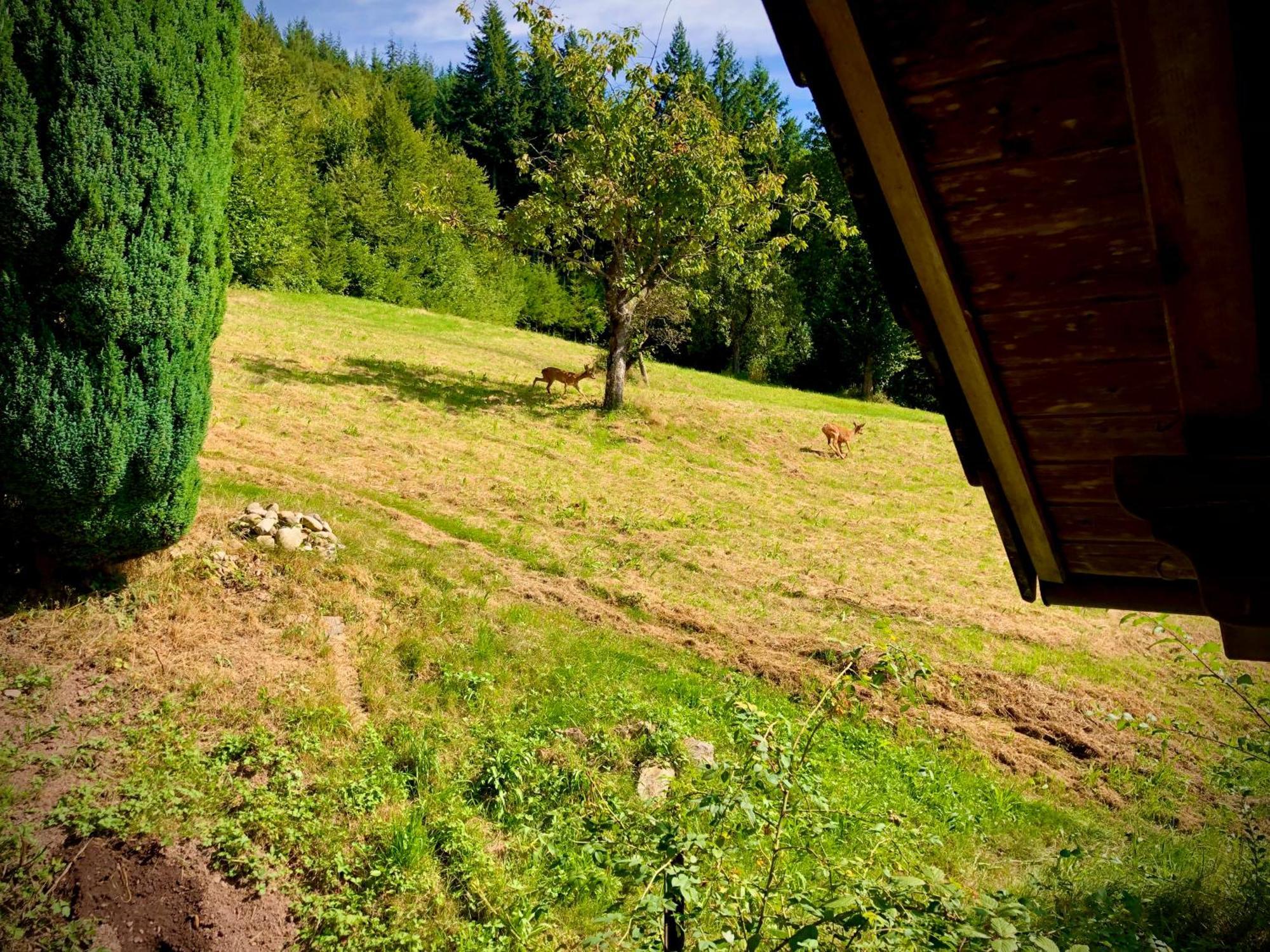 Ferien Im Schwarzwald Freiamt Ξενοδοχείο Εξωτερικό φωτογραφία